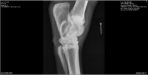 Right Tarsus Hock Lateral
